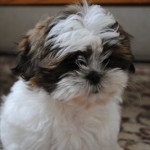 Our new puppy…