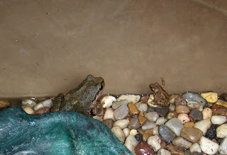 small frogs in frog cage