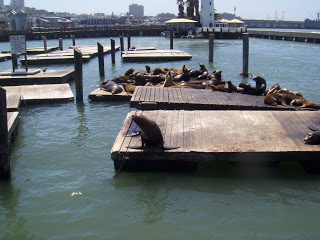 sea lions in sf