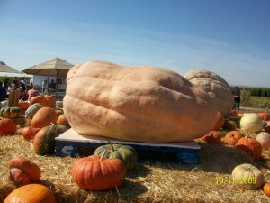 huge pumpkin