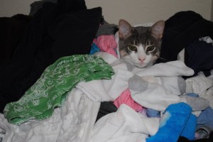cat hiding in laundry basket