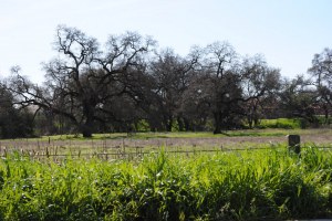 beautiful green field in CA