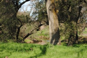 green grass in field in CA