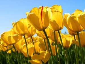 hopeful tulips